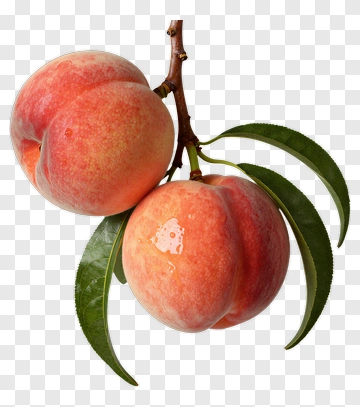 Two Peaches On A Branch PNG