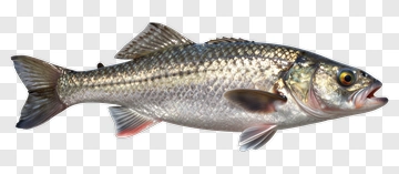 Realistic Fish Illustration PNG