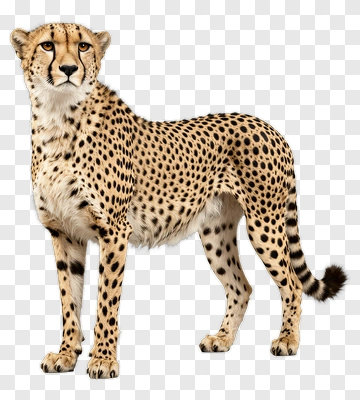 Cheetah Standing PNG