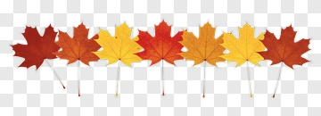 Maple Leaves In Autumn Colors PNG