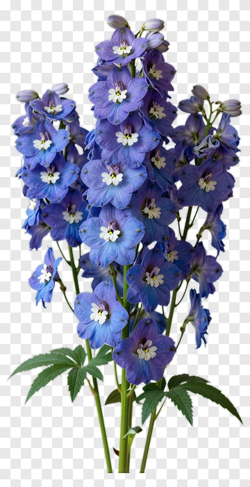Blue Delphinium Flower With Green Leaves PNG