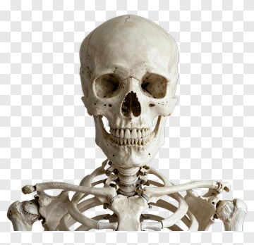 Human Skeleton Skull And Ribcage PNG