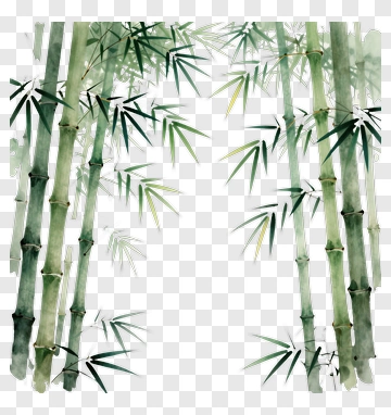 Bamboo In Watercolor PNG