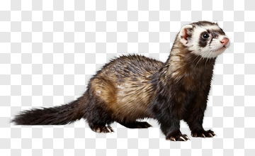 Ferret With Dark And Light Fur PNG