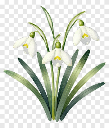 Snowdrop Flower Illustration PNG