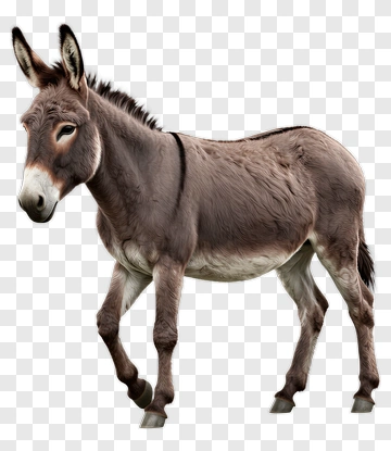 Donkey PNG