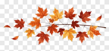 Autumn Maple Branch With Falling Leaves PNG