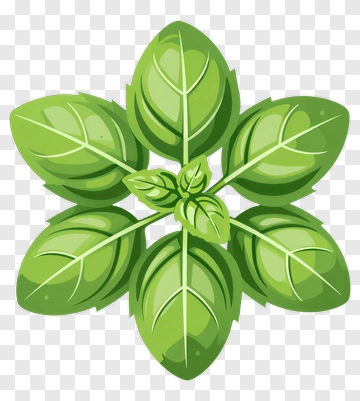 Basil Leaf PNG