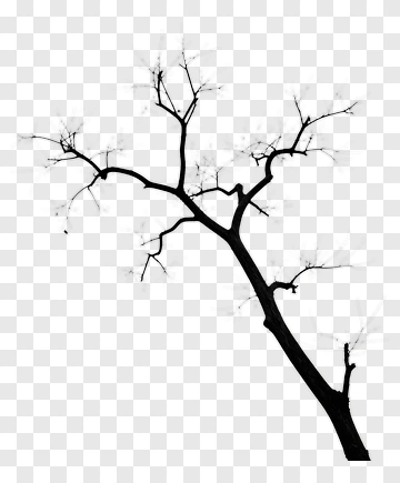 Silhouette Of A Bare Tree PNG