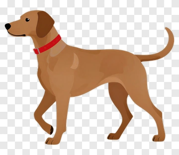 Brown Dog With Red Collar PNG