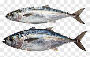 Two Fresh Tuna Fish PNG