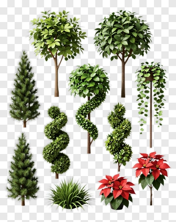 Collection Of Decorative Trees And Plants PNG