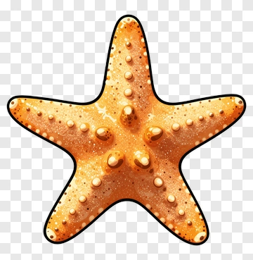 Orange Starfish PNG