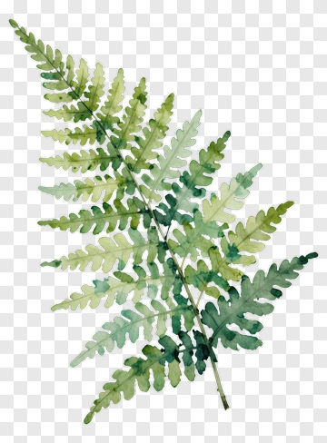 Watercolor Fern PNG