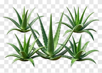 Aloe Vera Plant PNG