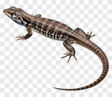 Lizard With Brown And Black Pattern PNG