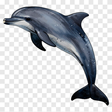 Dolphin PNG