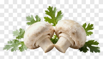 Fresh Mushrooms With Coriander Leaves PNG