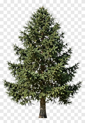 Coniferous Tree PNG