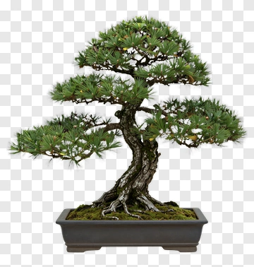 Bonsai Pine Tree In Rectangular Pot PNG