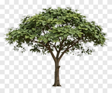 Tree With Dense Canopy PNG