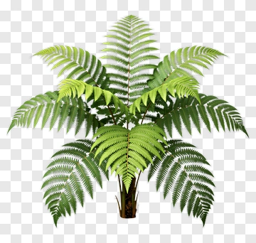 Fern PNG