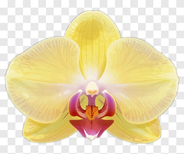 Yellow Orchid With Pink Center PNG
