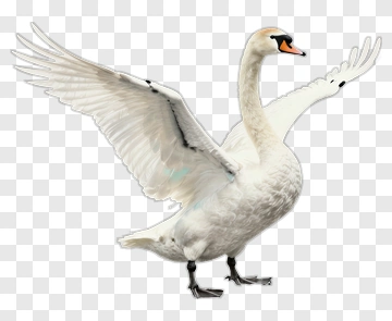 Swan In Chinese Style Painting PNG