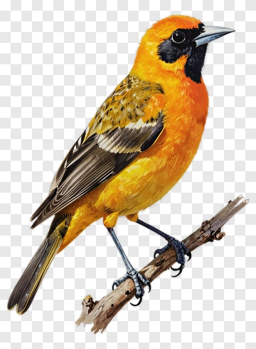 Orange Bird Perched On Branch PNG