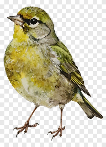 Watercolor Bird Illustration PNG