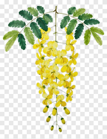 Yellow Flower Cluster With Green Leaves PNG