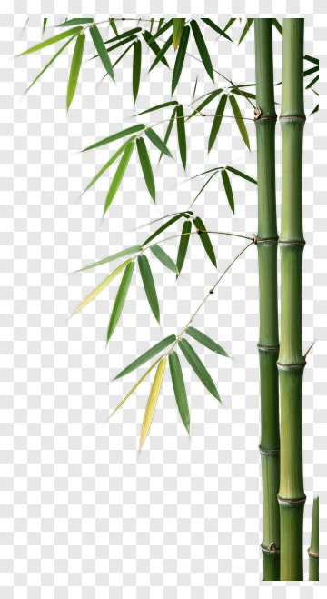 Bamboo Stalk With Green And Yellow Leaves PNG