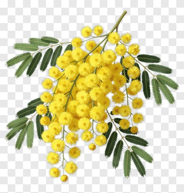 Acacia Flower Branch With Yellow Blossoms PNG
