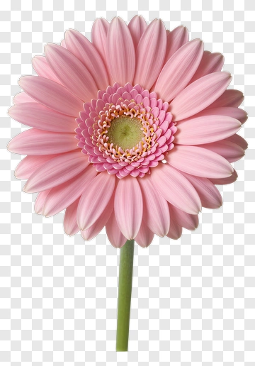 Pink Gerbera Daisy In Bloom PNG