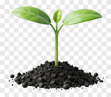 Emerging Green Sprout In Soil PNG