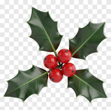 Holly With Red Berries PNG