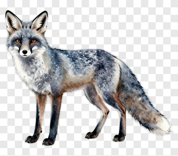 Watercolor Fox PNG