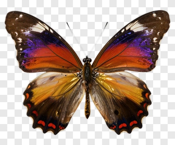 Butterfly With Vibrant Wing Patterns PNG