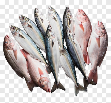 Fresh Fish Arrangement PNG
