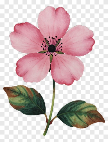 Pink Flower With Leaves PNG