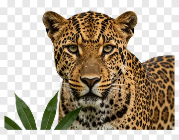 Leopard With Leaf In Foreground PNG