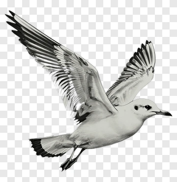 Seagull In Flight PNG