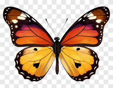 Butterfly With Orange And Yellow Wings PNG