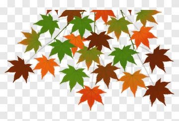 Maple Leaves In Autumn Colors PNG
