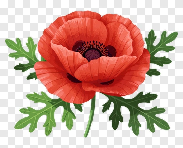Red Poppies With Green Leaves PNG