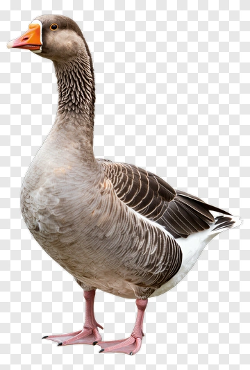 Realistic Goose PNG