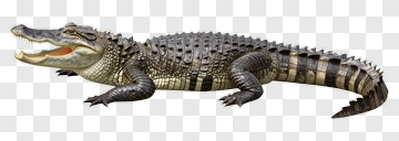 Alligator With Open Mouth PNG