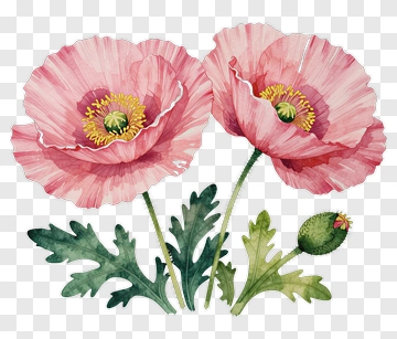 Pink Poppy Flowers With Green Leaves PNG