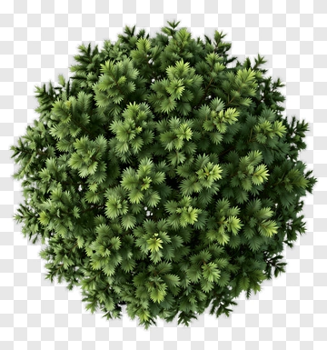 Top View Of Round Evergreen Bush PNG