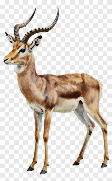 Watercolor Antelope PNG
